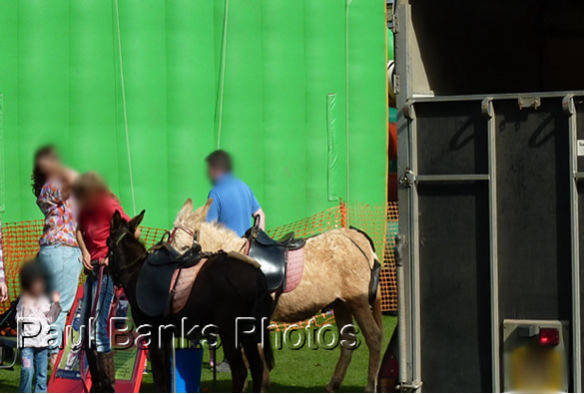 Paul Banks Photos - Butlins Minehead Donkey Derby