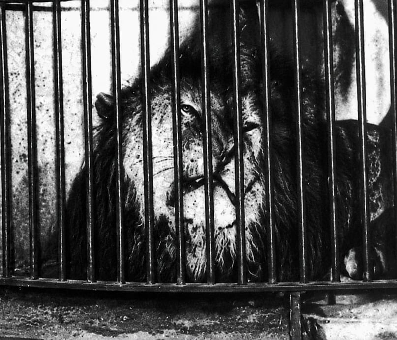 The Story of Rex the Lion
